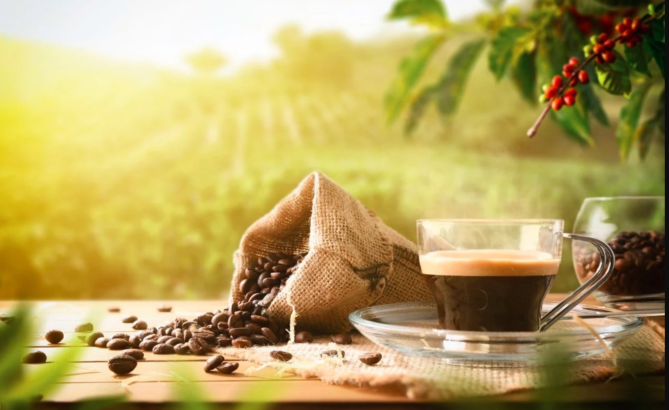 Why Organic Coffee is Better for Your Health and the Planet